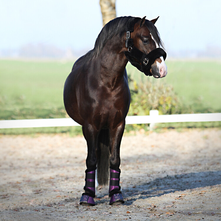 Horsegear Halster Suave