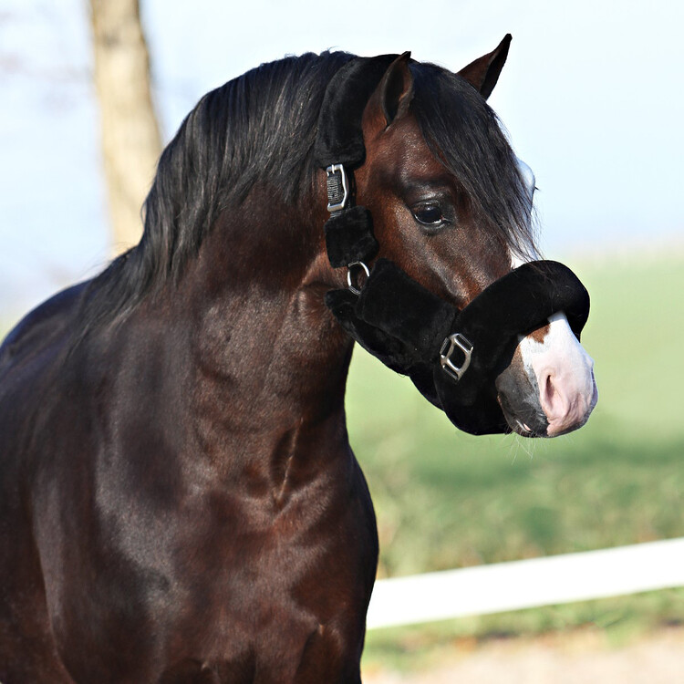 Horsegear Halster Suave