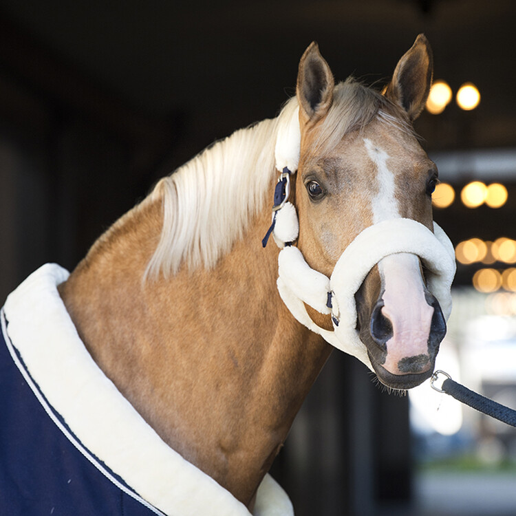 Horsegear Halster Suave