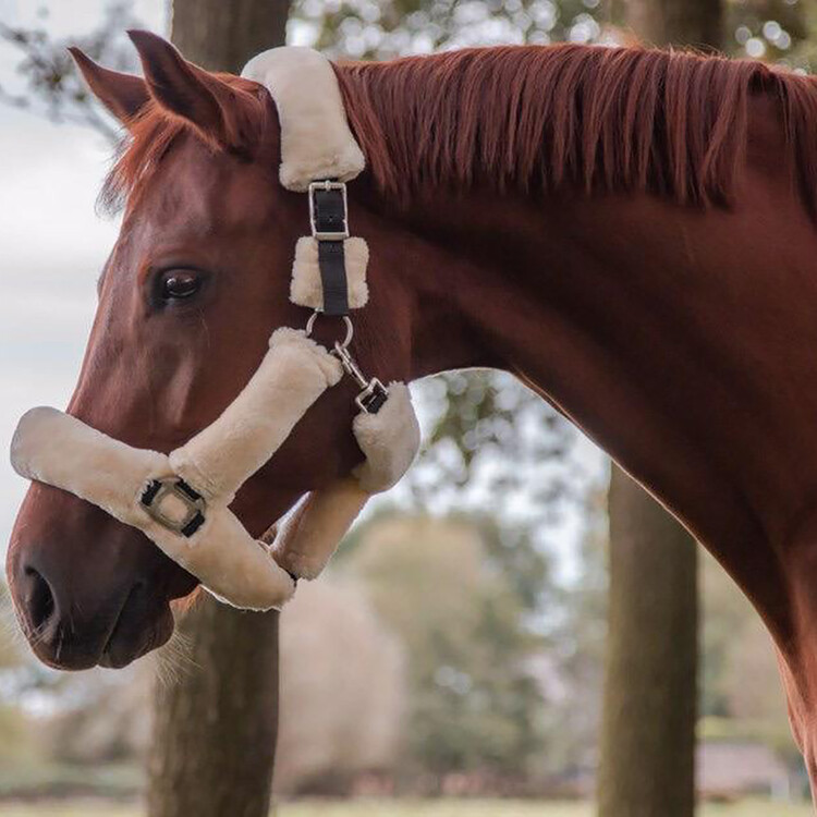 Horsegear Halster Suave