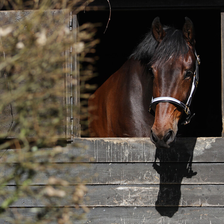 Horsegear Halster Finn