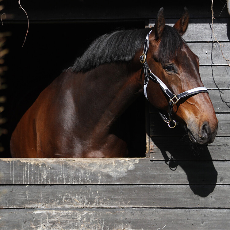 Horsegear Halster Finn