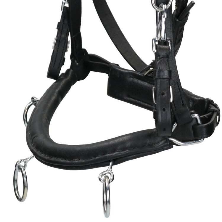 Free Horse Kaptoom leder