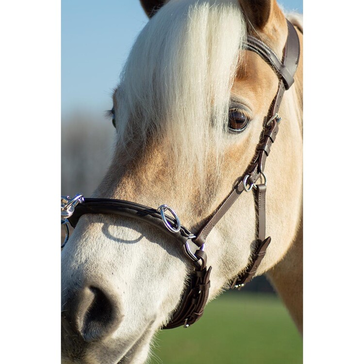 Free Horse Kaptoom leder