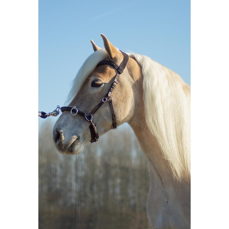 Free Horse Kaptoom leder
