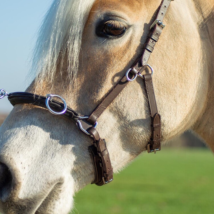 Free Horse Kaptoom leder