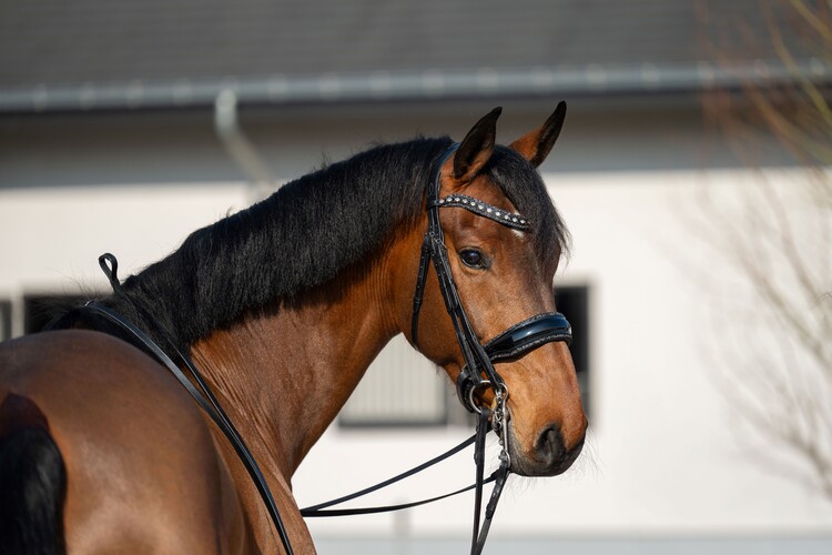 HB Showtime Stang & trens hoofdstel One in a million
