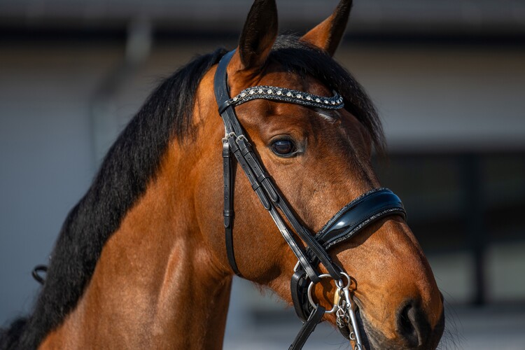 HB Showtime Stang & trens hoofdstel One in a million