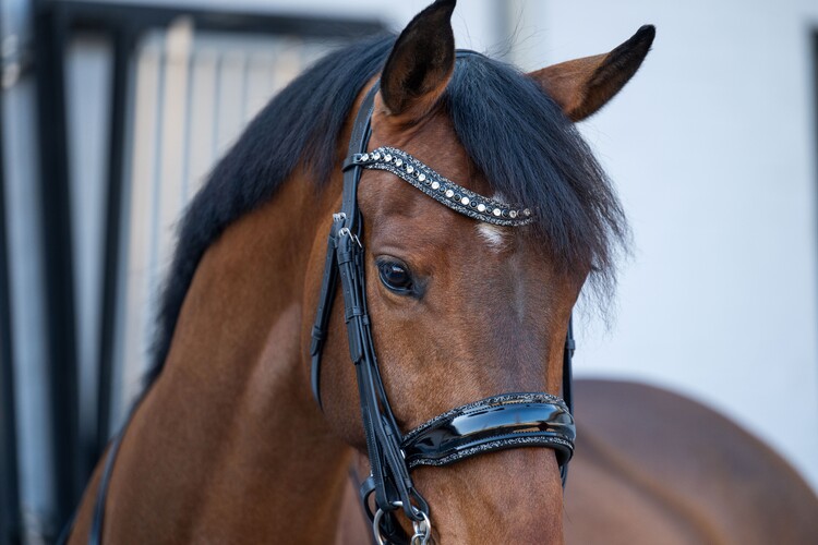HB Showtime Stang & trens hoofdstel One in a million