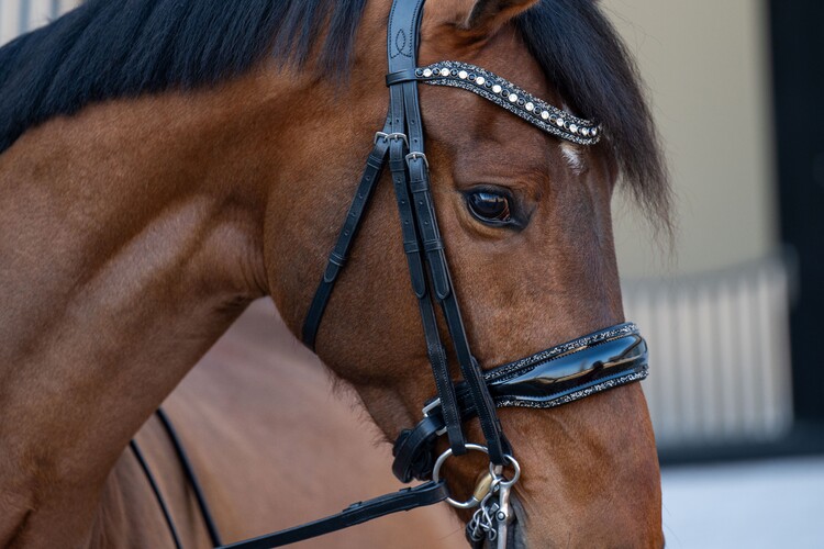 HB Showtime Stang & trens hoofdstel One in a million