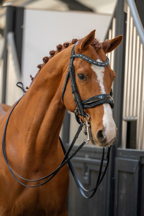 HB Showtime Stang & trens hoofdstel One in a million