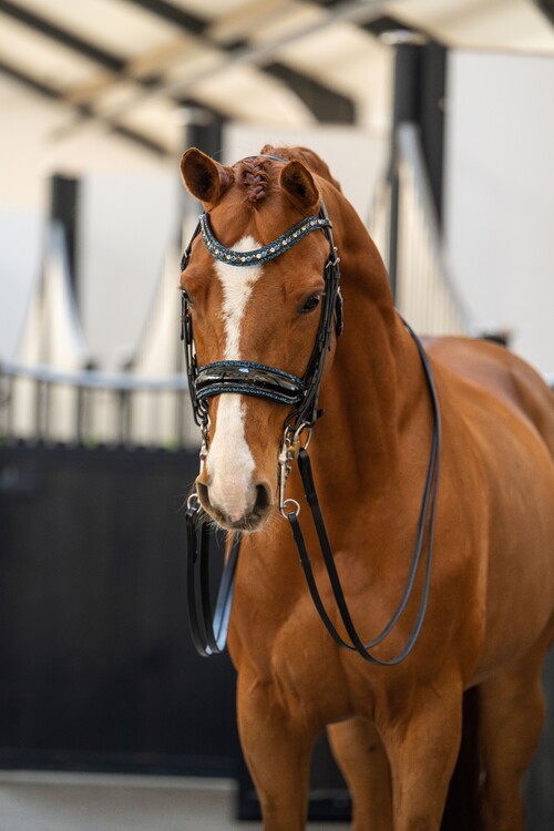 HB Showtime Stang & trens hoofdstel One in a million