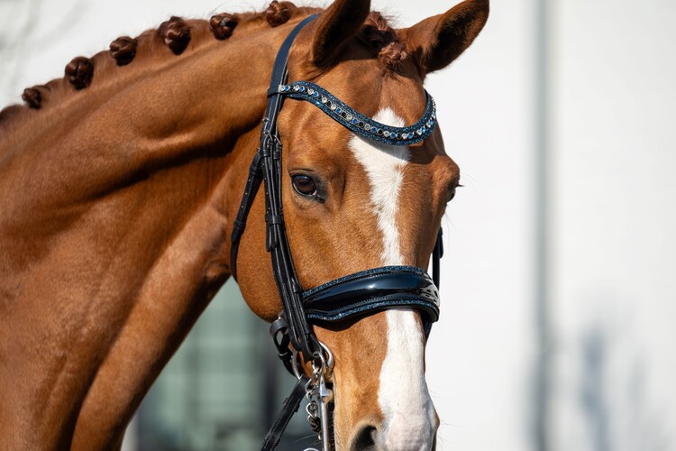 HB Showtime Stang & trens hoofdstel One in a million