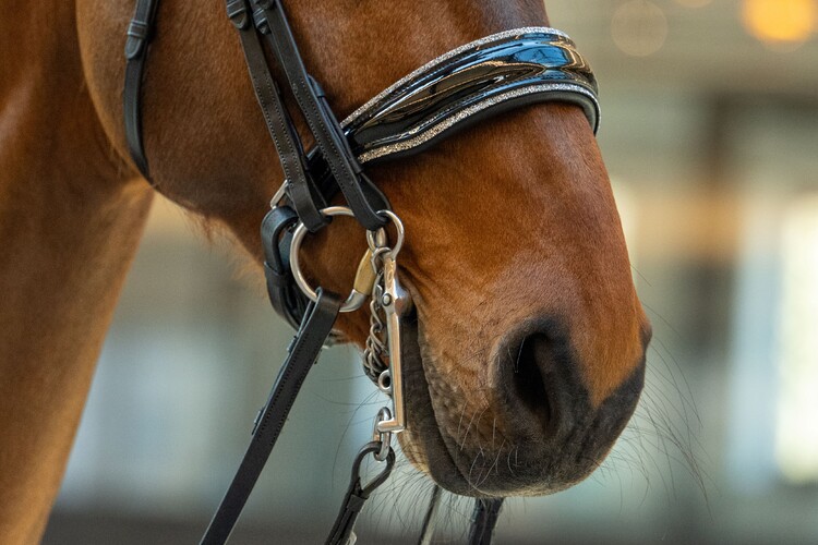 HB Showtime Stang & trens hoofdstel One in a million