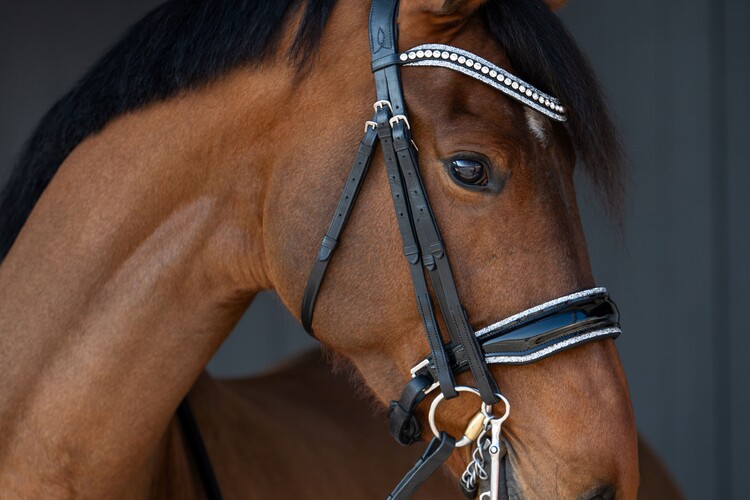 HB Showtime Stang & trens hoofdstel One in a million