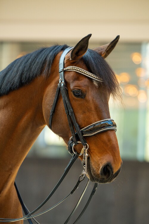 HB Showtime Stang & trens hoofdstel One in a million