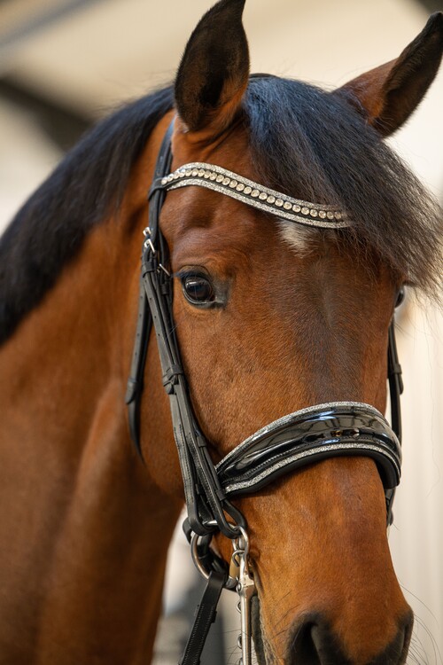 HB Showtime Stang & trens hoofdstel One in a million