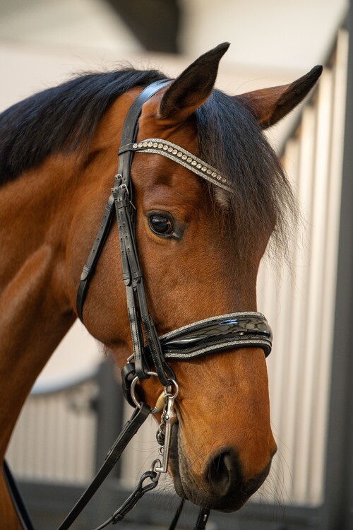 HB Showtime Stang & trens hoofdstel One in a million