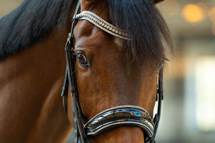 HB Showtime Stang & trens hoofdstel One in a million