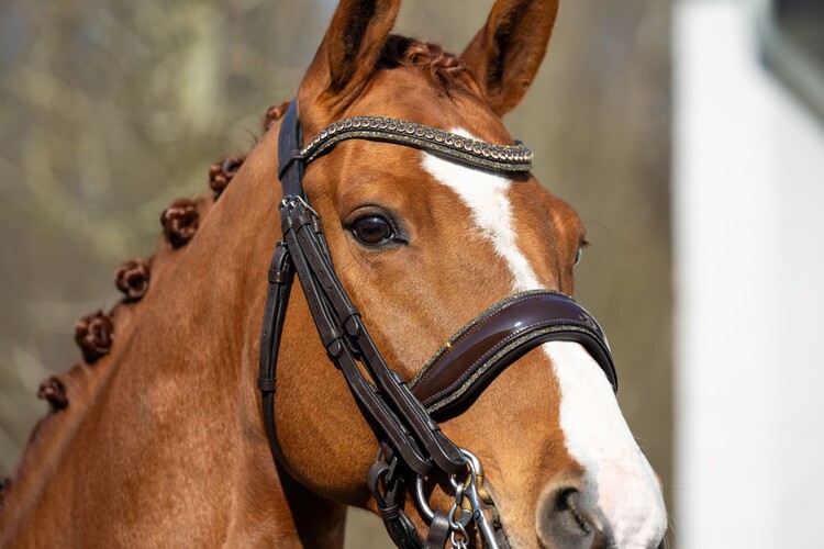 HB Showtime Stang & trens hoofdstel One in a million