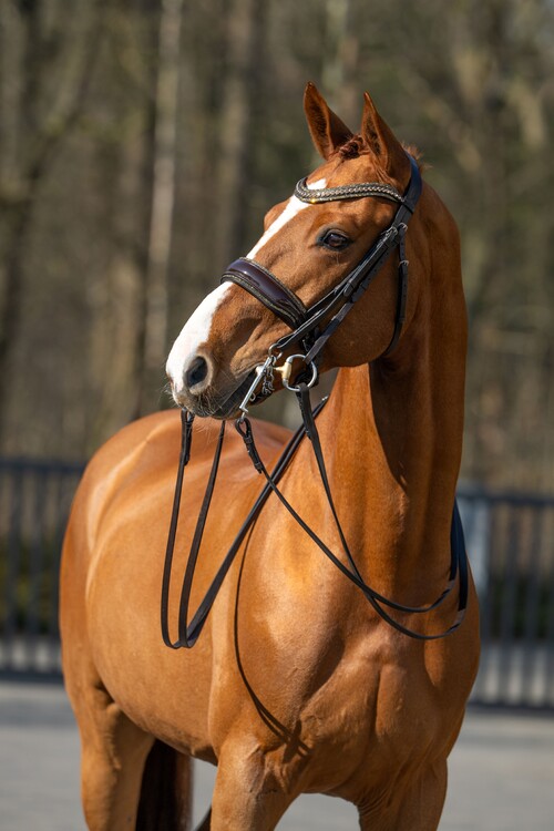 HB Showtime Stang & trens hoofdstel One in a million