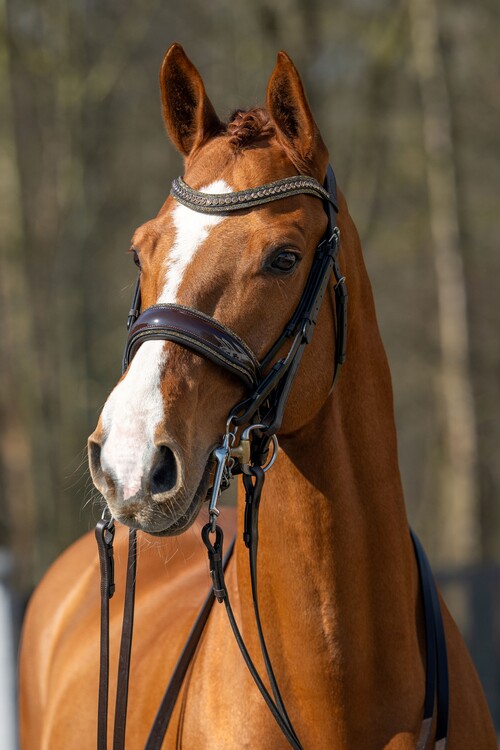 HB Showtime Stang & trens hoofdstel One in a million