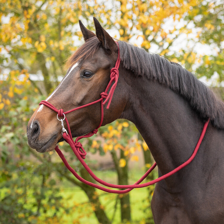 QHP Touwhalster Color met teugel