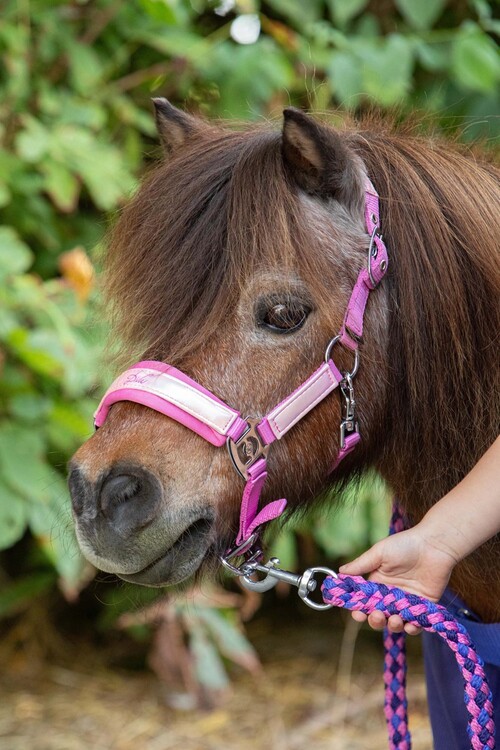 Harry's Horse Halsterset Diva Violet