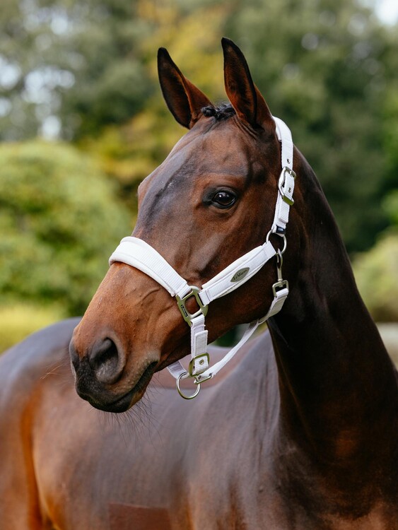 LeMieux Halster Versailles