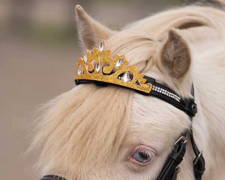QHP Kroon paard