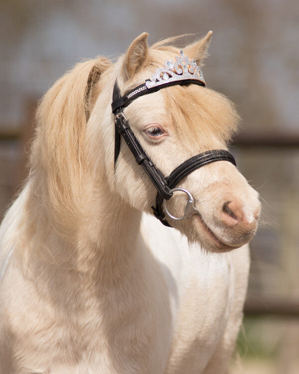 QHP Kroon paard