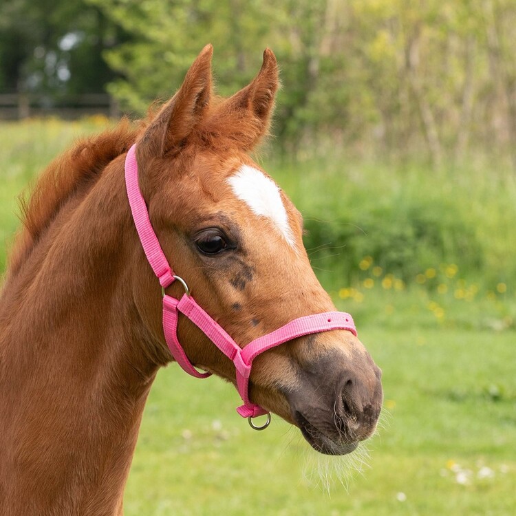 Harry's Horse veulenhalster