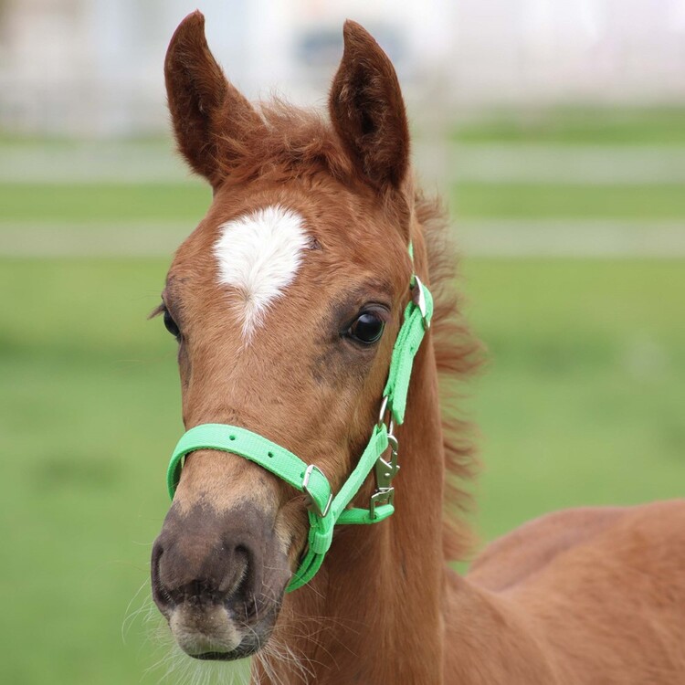 Harry's Horse veulenhalster