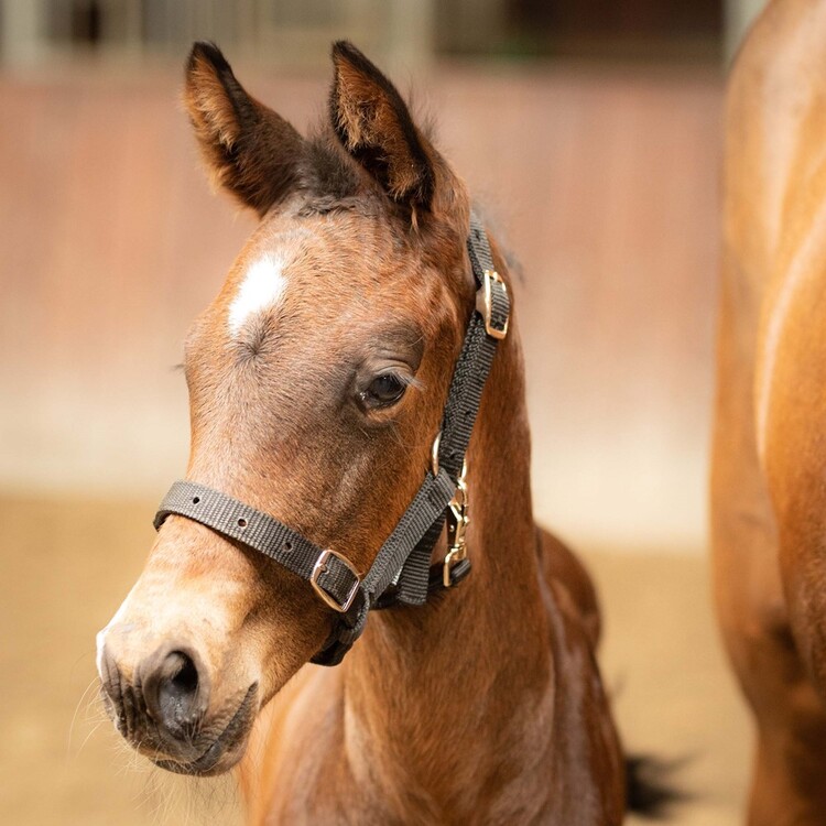 Harry's Horse veulenhalster