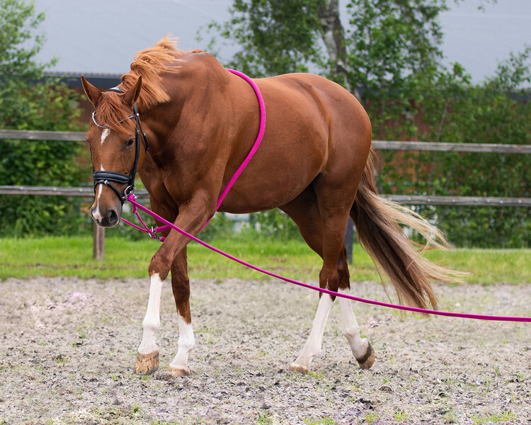 QHP Longeerlijn Soft
