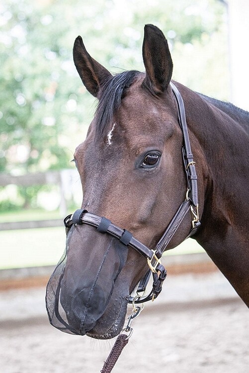 Harry's Horse Neus net