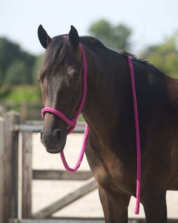 QHP Leidhalster