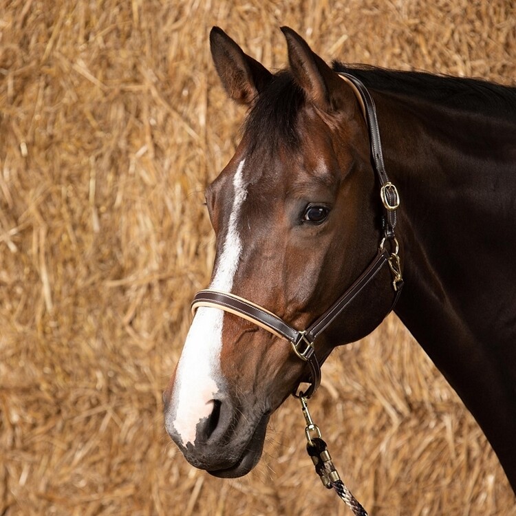 Harry's Horse Halster leder Elegance