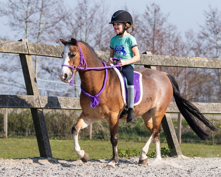 QHP Touwhalster met teugel