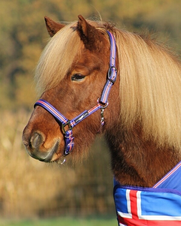 QHP Halster Icelandic