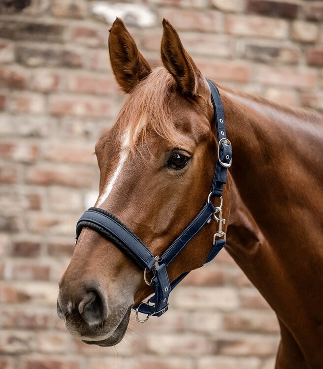 Waldhausen Halster Breath
