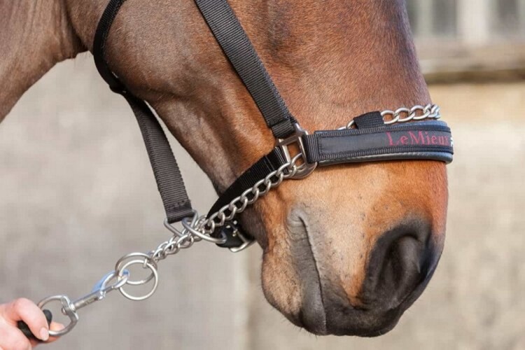 LeMieux ProSafe Controller Halster