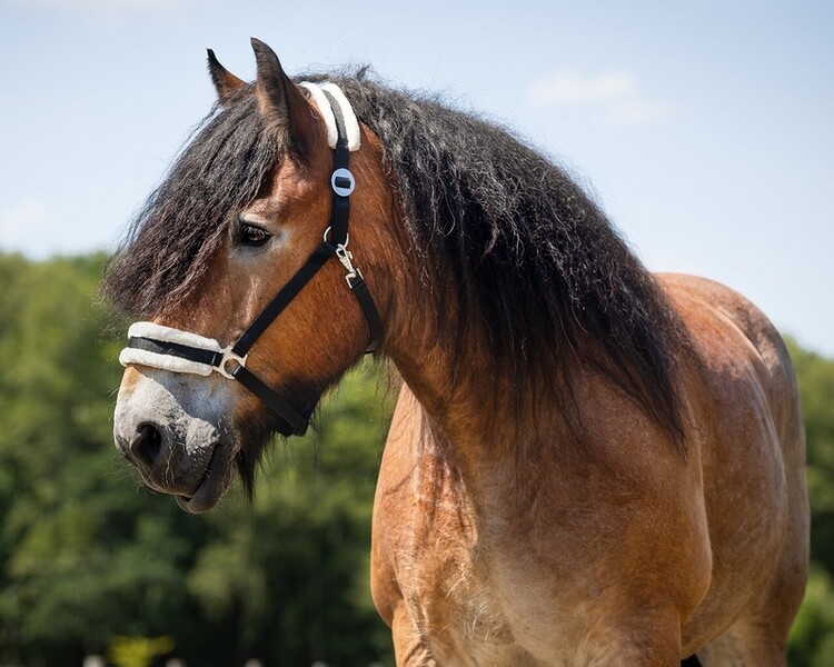 QHP Halster Cali trekpaard