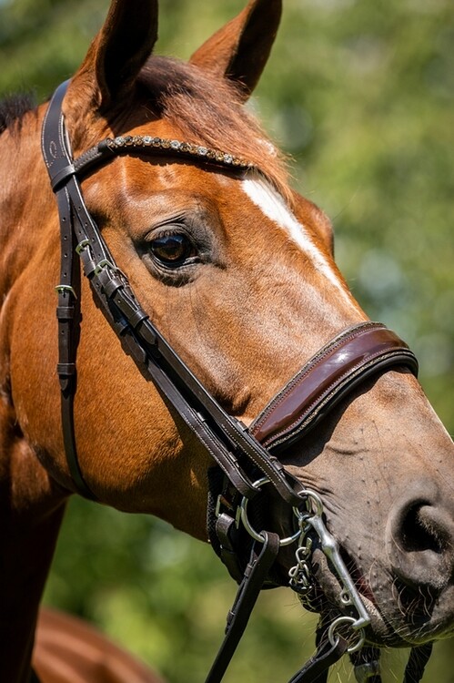 HB Stang & Trenshoofdstel Showtime Special For You