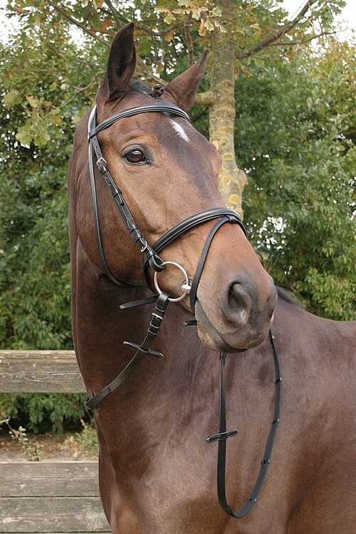 Harry's Horse Hoofdstel Bronze 