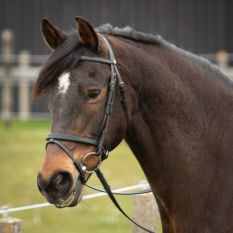 Harry's Horse Hoofdstel Easy Care