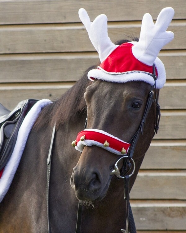 QHP Rendiermuts voor paarden