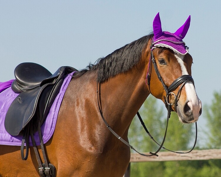 QHP Oornetje Color