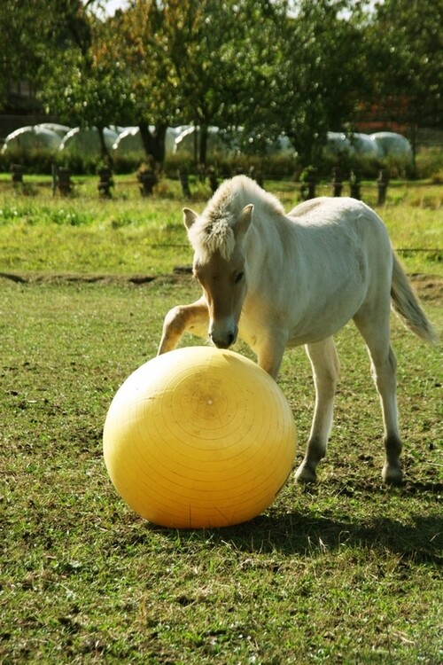 Maximus Power Play Ball paarden speelbal