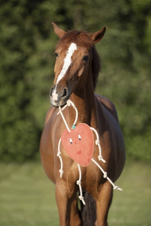 DKR Sports Paardenspeelgoed Apple